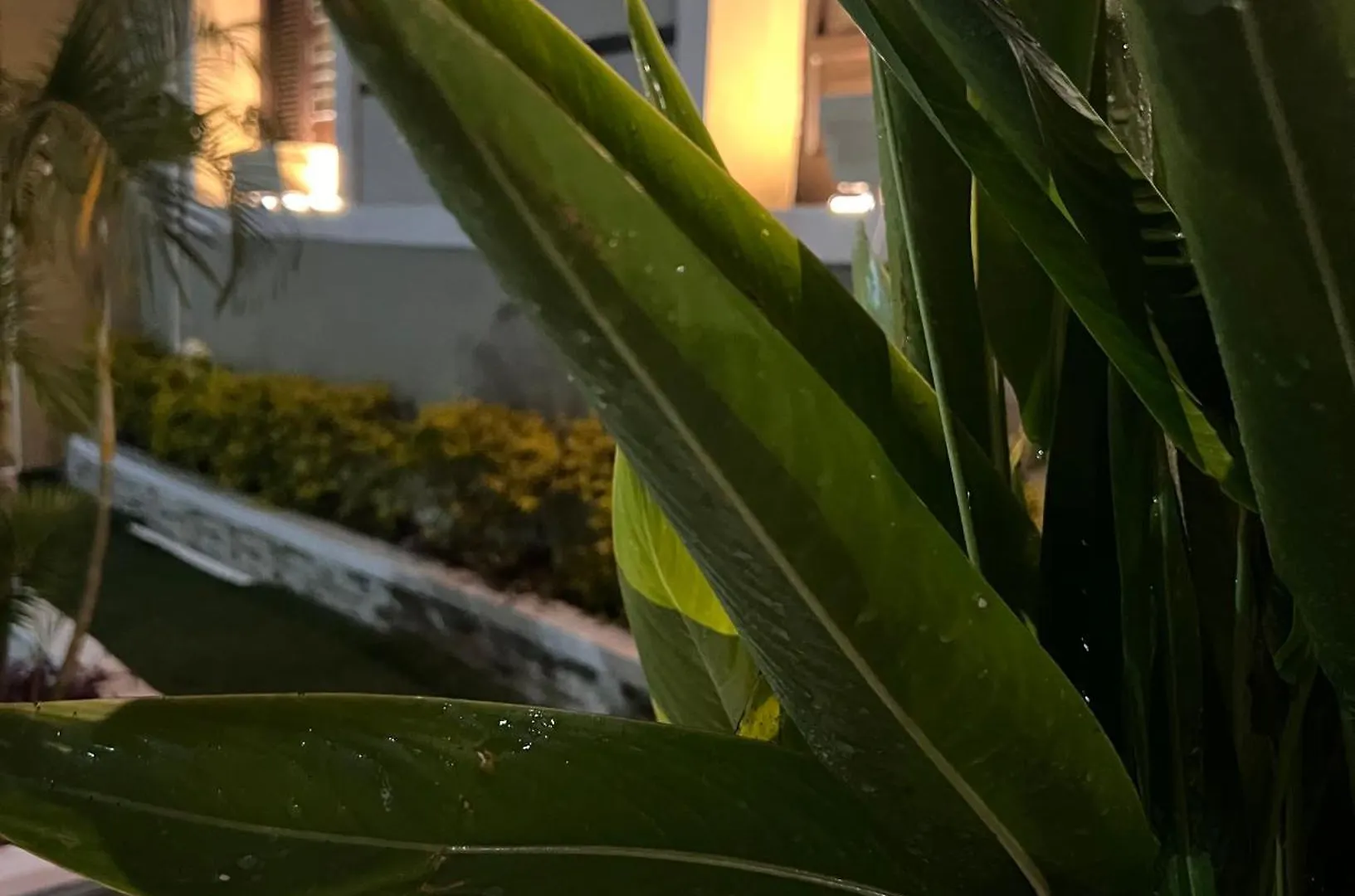 Eco-Hotel Black Tree Mazatlán Mexiko
